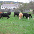 cows 024